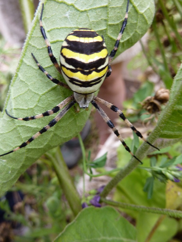 Araignee jaune