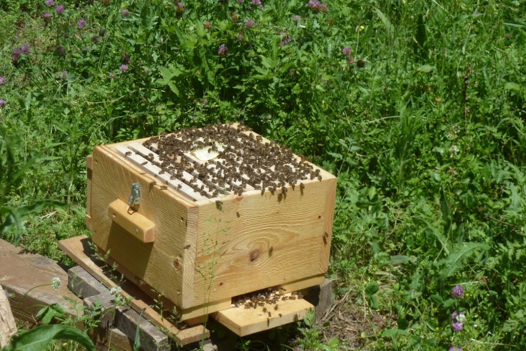 ruche warre et abeilles